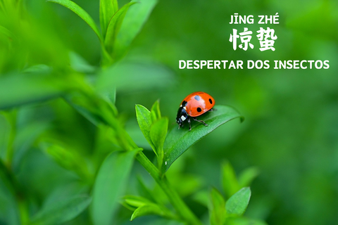 惊蛰（Jīng Zhé）—— Despertar dos insectos